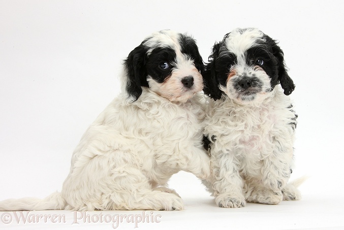 Cute black-and-white Cavapoo puppies, 6 weeks old, white background