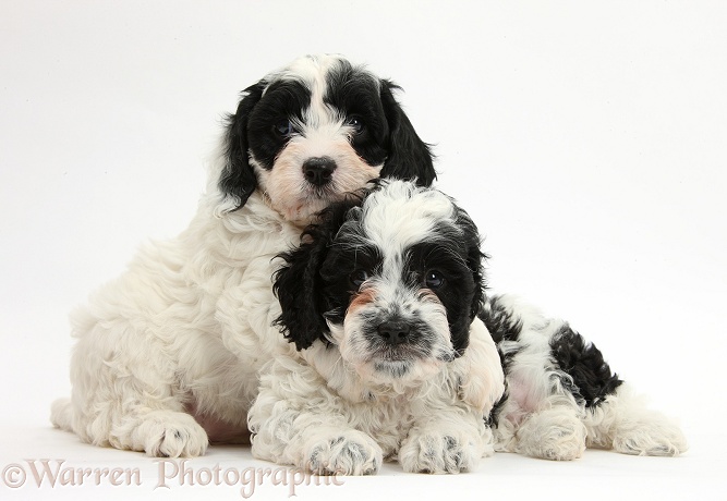 Cute black-and-white Cavapoo puppies, 6 weeks old, one hugging the other, white background