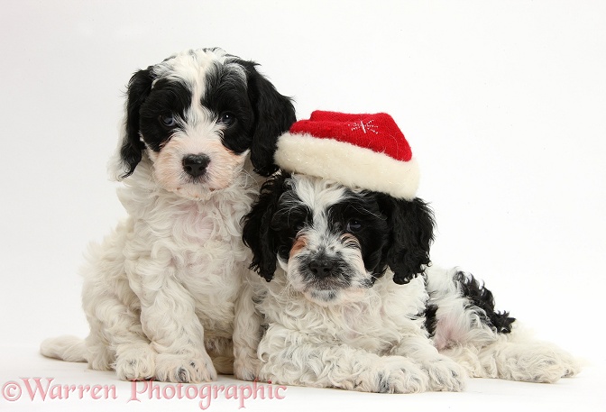 Cute black-and-white Cavapoo puppies, 6 weeks old, wearing a Father Christmas hat, white background