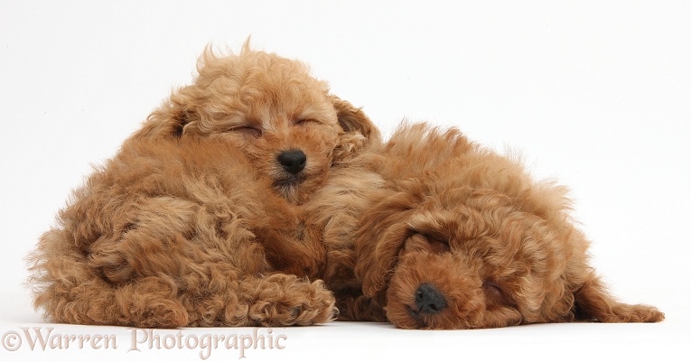 Two cute red Toy Poodle puppies, 8 weeks old, sleeping, white background