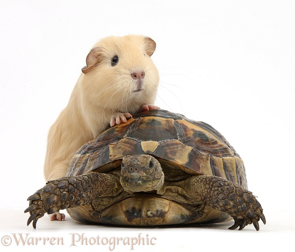 Young yellow Guinea pig with feet up on a tortoise, white background