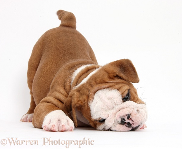Cute playful bulldog pup, 5 weeks old, in play-bow stance, white background