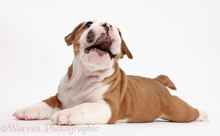 Cute bulldog pup, 5 weeks old, lying stretched out and yapping, white background