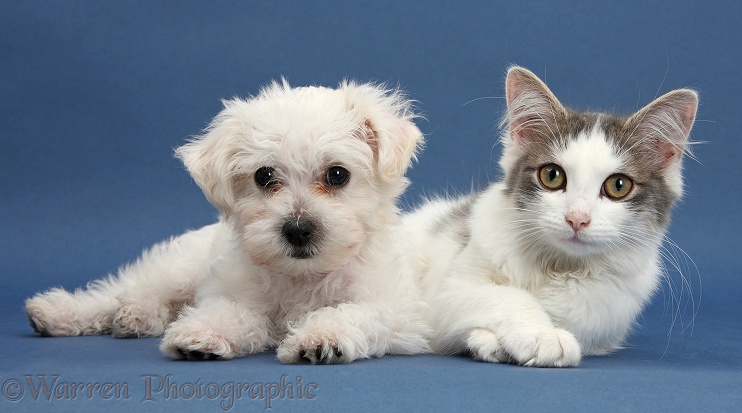 Cute white Bichon Frise x Yorkshire Terrier dog puppy, Georgie, 8 weeks old, with silver-and-white female cat, Dottie, 5 months old, on blue background