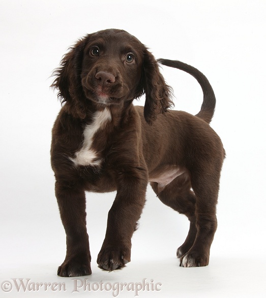 Chocolate Cocker Spaniel puppy standing and wagging his tail, white background
