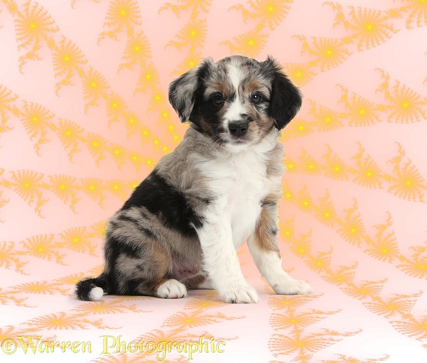 Merle Miniature American Shepherd puppy, 6 weeks old, sitting on Mandelbrot background