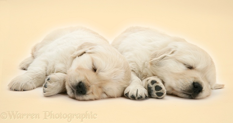 Two sleepy Golden Retriever pups, 6 weeks old, on yellow background