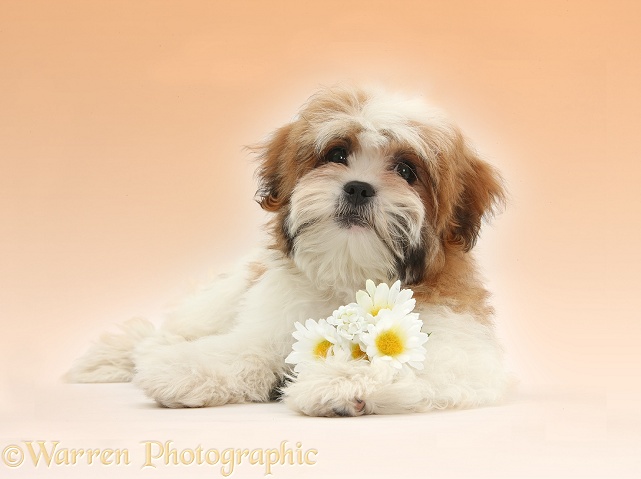 Maltese x Shih-tzu pup, Leo, 13 weeks old, lying with head up with daisy flowers