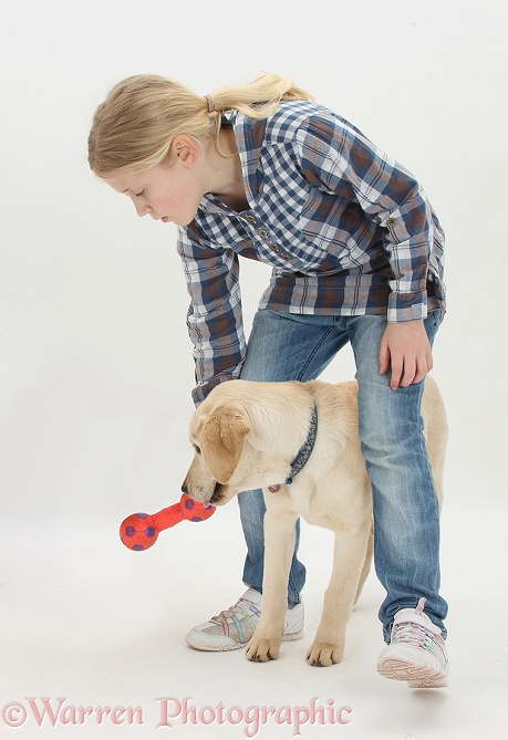 Siena training Yellow Labrador Retriever pup, 4 months old, to walk a figure of 8 between her legs, white background