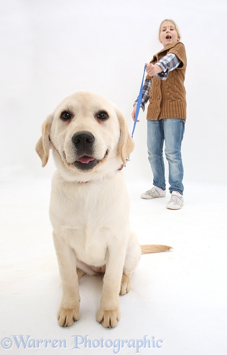 Siena with Yellow Labrador Retriever pup, 4 months old, who is sitting and refusing to move, white background