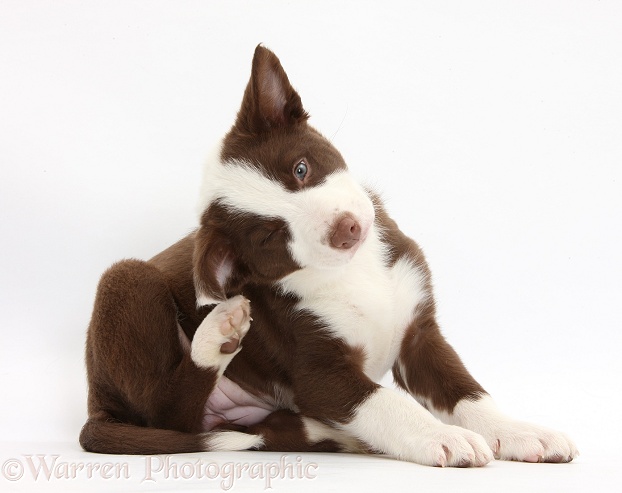 Chocolate Border Collie bitch pup scratching her ear, white background