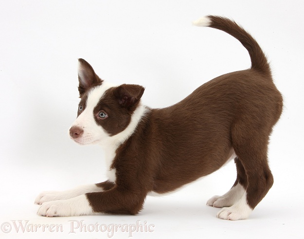 Chocolate Border Collie bitch pup in play-bow, white background