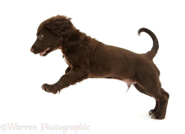Chocolate Cocker Spaniel puppy pouncing, white background