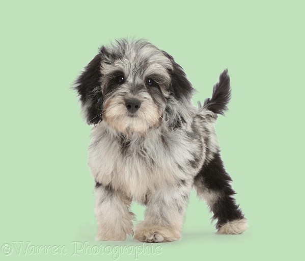 Fluffy black-and-grey Daxie-doodle pup, Pebbles, standing on green background