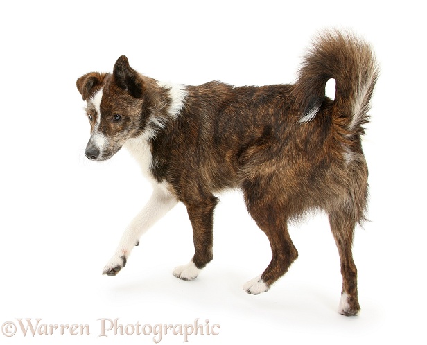 Mongrel dog, Brec, in assertive stance with hackles raised, white background
