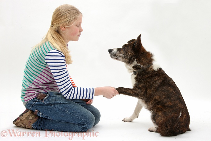 Siena shaking hands with mongrel dog, Brec, white background