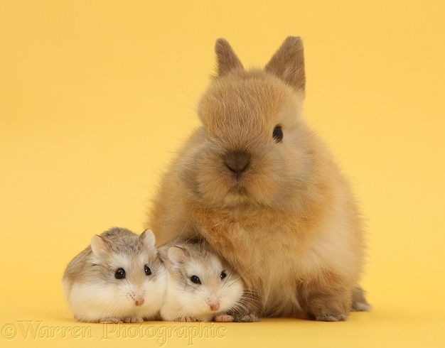 Roborovski Hamsters (Phodopus roborovskii) with cute baby Netherland Dwarf rabbit on yellow background