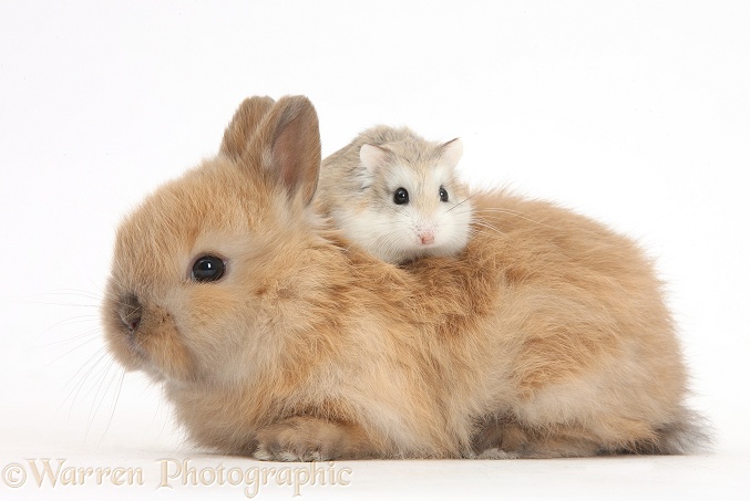 Roborovski Hamster (Phodopus roborovskii) riding on the back of cute baby Netherland Dwarf rabbit, white background