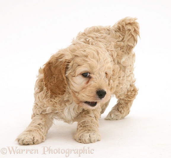 Playful American Cockapoo puppy, white background