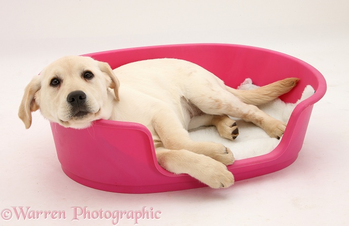 Yellow Labrador pup, 4 months old, lying in a plastic dog bed, white background