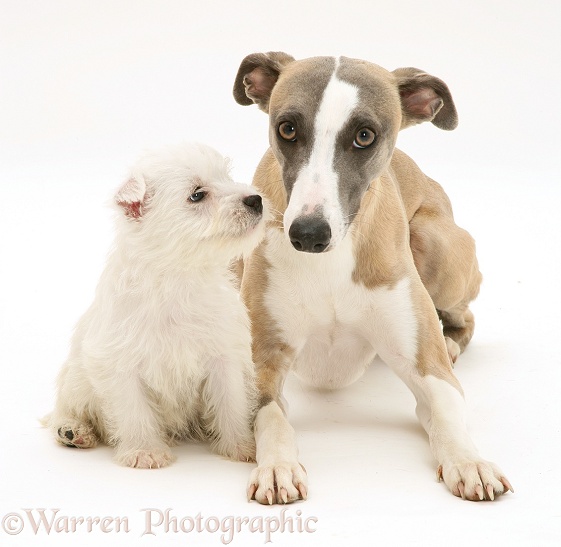 Whippet and cute Westie puppy, white background