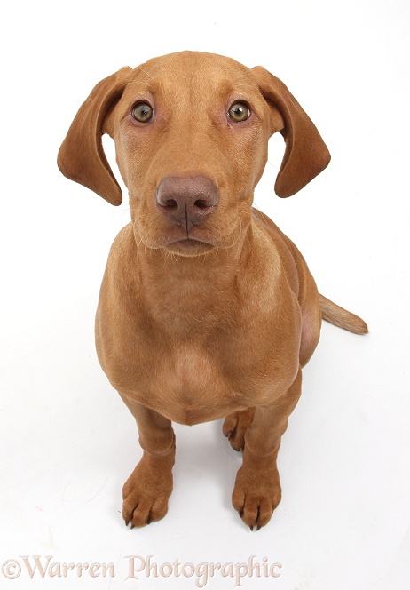 Hungarian Vizsla puppy, 13 weeks old, sitting and looking up, white background