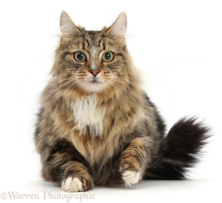 Tabby Maine Coon male cat, Jaffa, lying with head up, white background