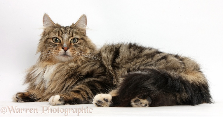 Tabby Maine Coon male cat, Jaffa, lying down, white background
