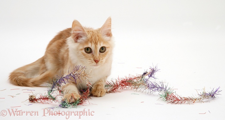 Red silver Turkish Angora cat with Christmas tinsel, white background
