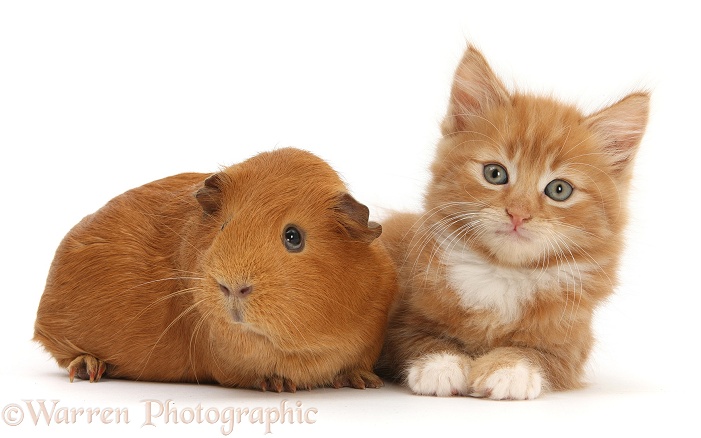 Ginger kitten, Butch, 7 weeks old, and red Guinea pig, white background