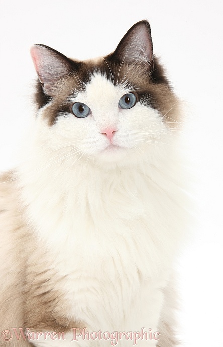 Ragdoll male cat, Loxley, white background