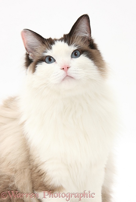 Ragdoll male cat, Loxley, white background