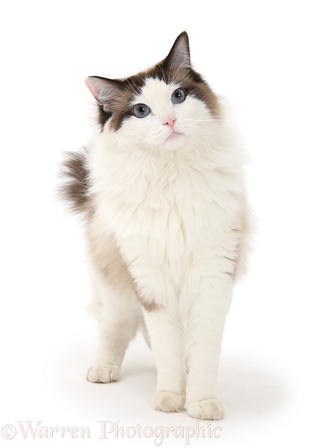 Ragdoll male cat, Loxley, standing, white background
