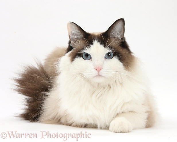 Ragdoll male cat, Loxley, lying with head up, white background