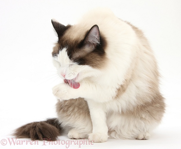 Ragdoll male cat, Loxley, washing a paw, white background
