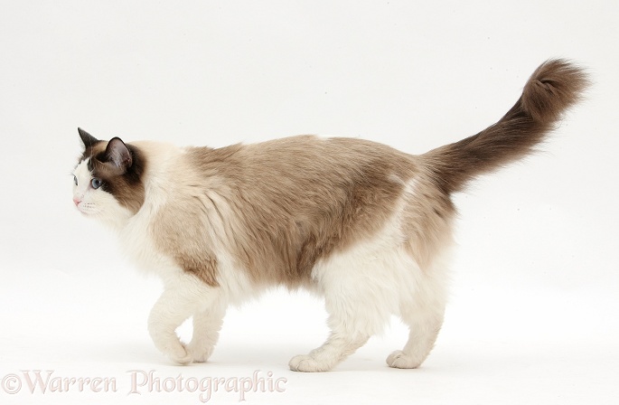 Ragdoll male cat, Loxley, walking across, white background