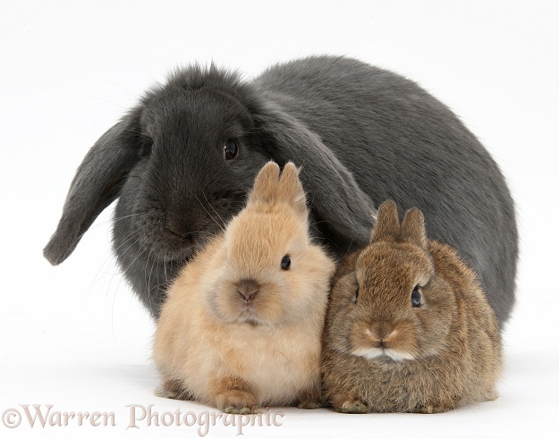 Blue lop rabbit and baby Netherland Dwarf bunnies, white background