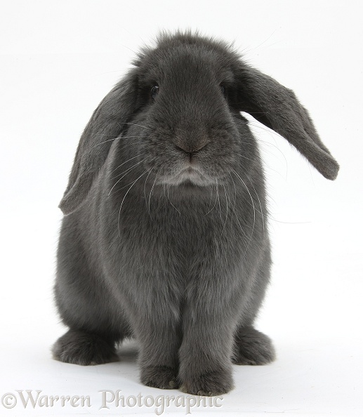 Blue lop rabbit, white background