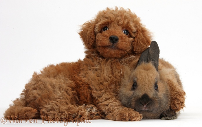 Cute red Toy Poodle puppy and rabbit, white background