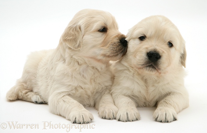 Cute Golden Retriever pups, white background