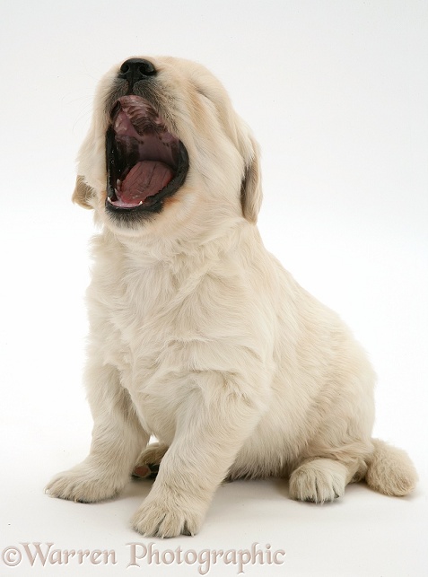 Golden Retriever pup, 4 weeks old, sitting and yawning, white background