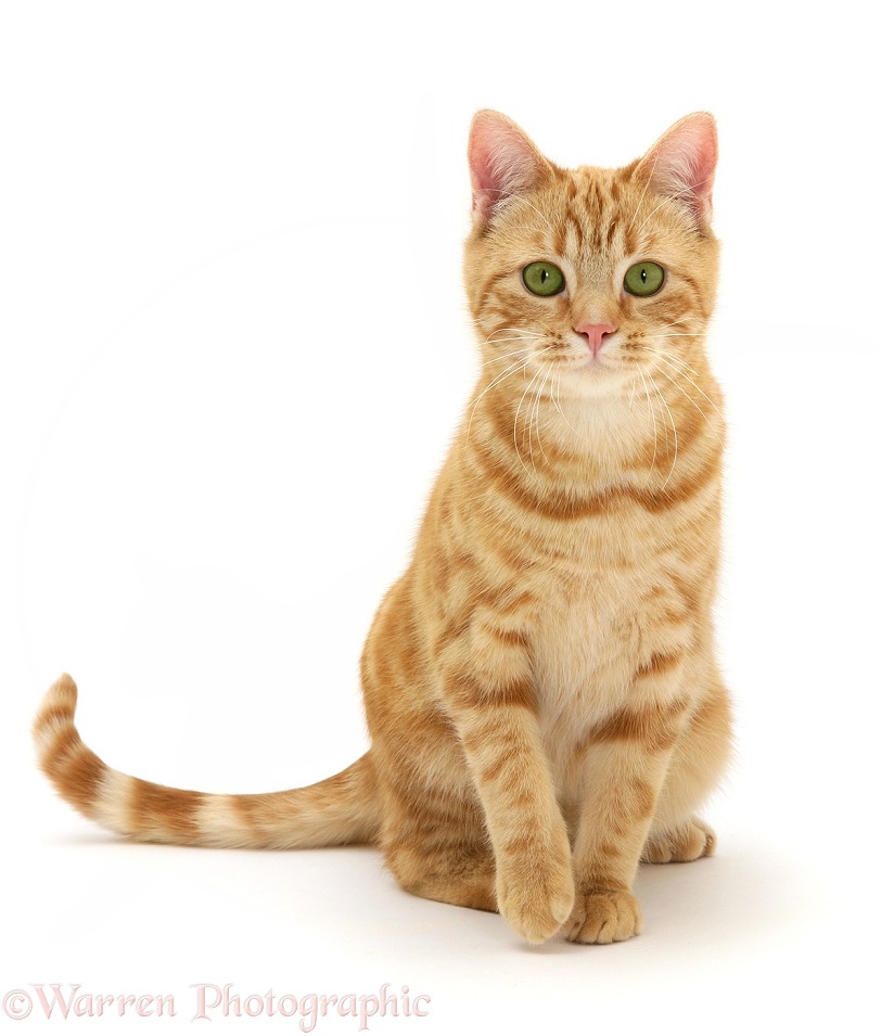 Ginger cat, Benedict, 7 months old, sitting, white background