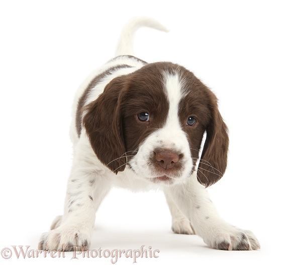 Working English Springer Spaniel puppy, 6 weeks old, in playful stance, white background