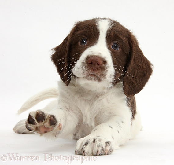 Working English Springer Spaniel puppy, 6 weeks old, lying with head up and pointing a paw, white background