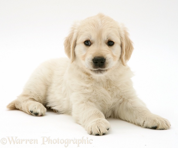 Golden Retriever puppy, lying with head up, white background