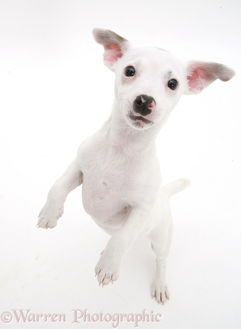 White Jack Russell Terrier pup, Angel, standing and looking up, white background