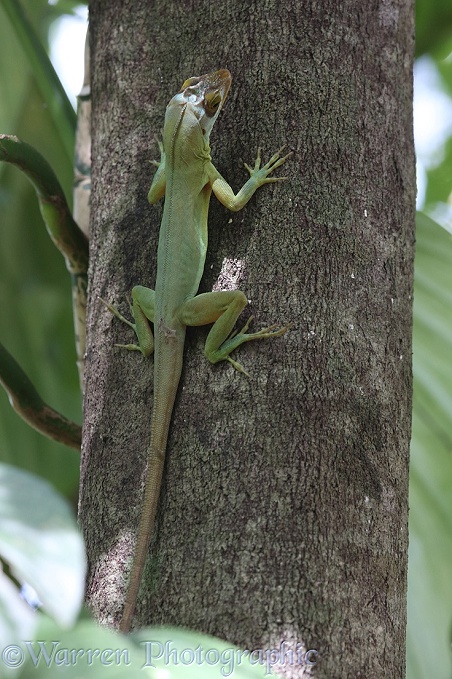 Anolis lizard (Anolis richardii) adult in rainforest