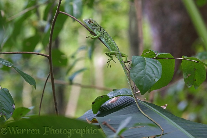 Anolis lizard (Anolis richardii) immature in rainforest