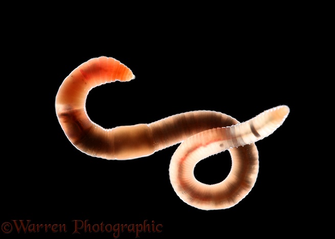 Earthworm (Lumbricus terrestris) immature by transmitted light