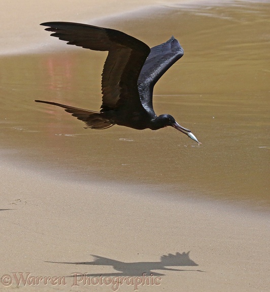 Magnificent Frigatebird (Fregata magnificens) flying off with small fish